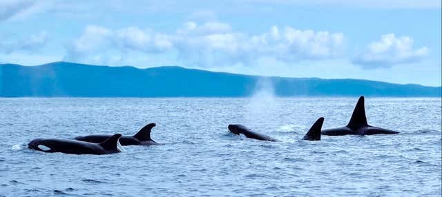 Avvistamento di cetacei sull'isola di Pico