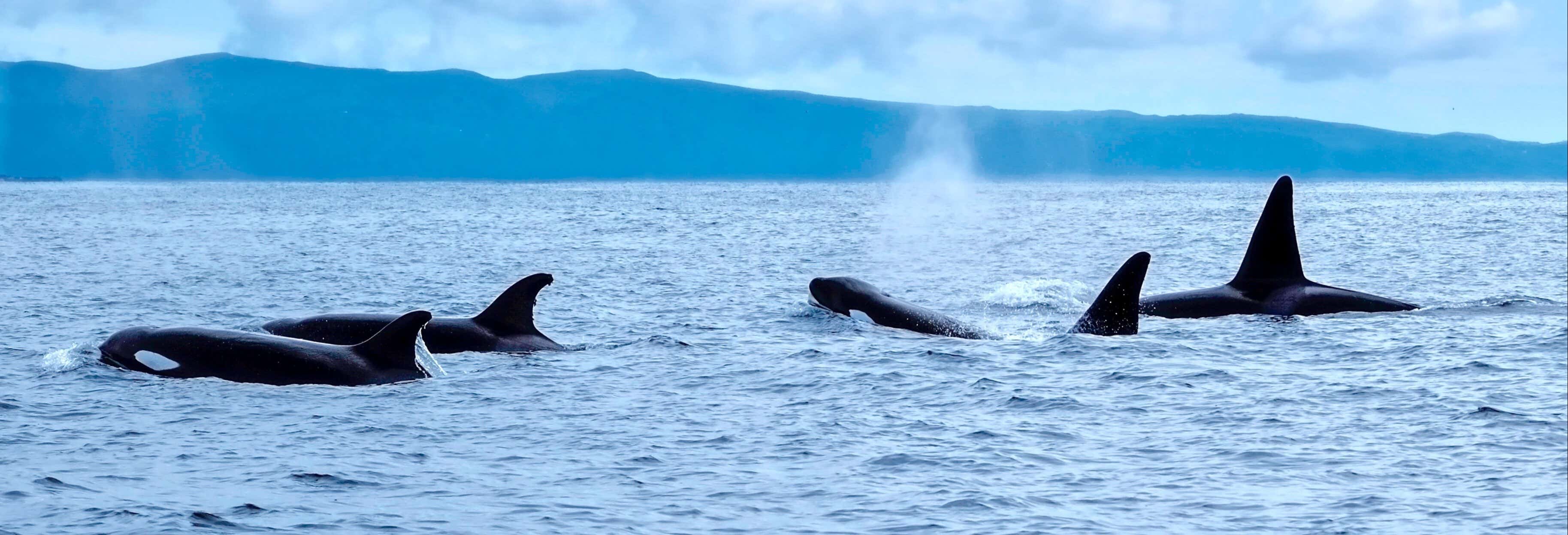 Pico Island Dolphin & Whale Watching