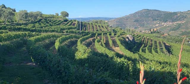 Visita guidata della cantina Quinta da Portela de Baixo con degustazione