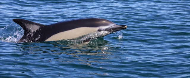 Observation de dauphins