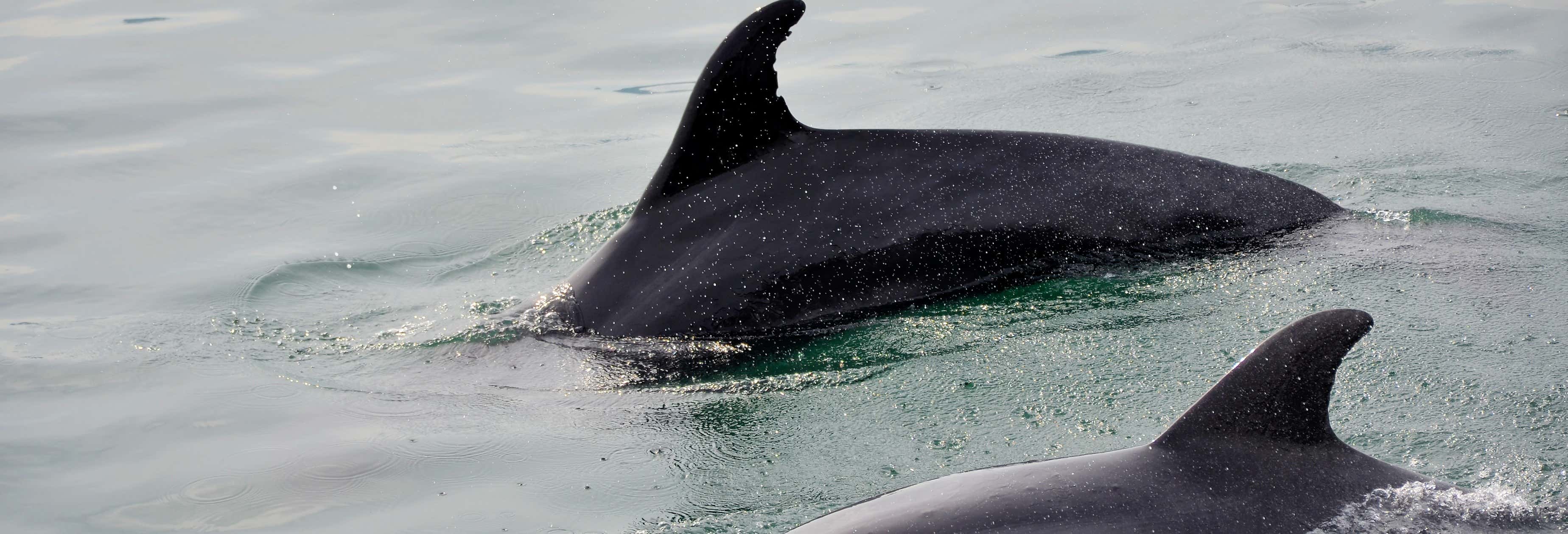 Setubal Dolphin Watching