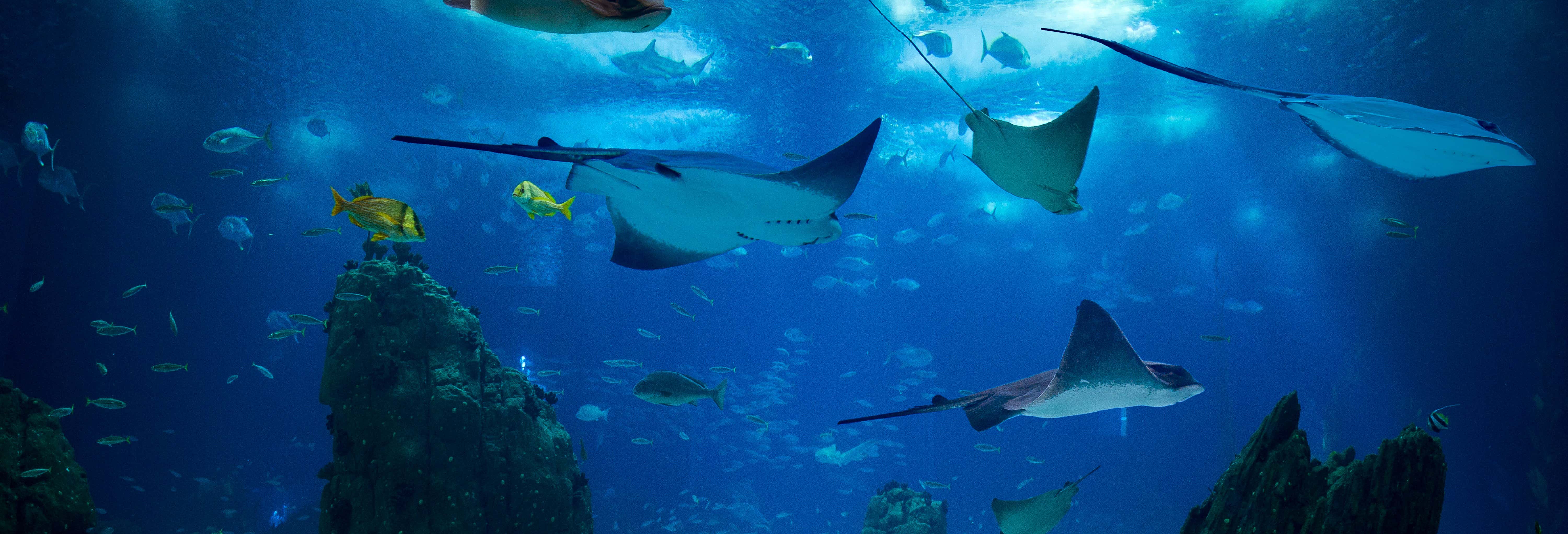 Ingresso do Oceanário de Lisboa