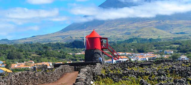 Tour dei vigneti e delle cantine dell'isola di Pico