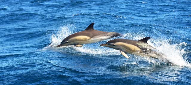 Avvistamento di delfini a Olhão