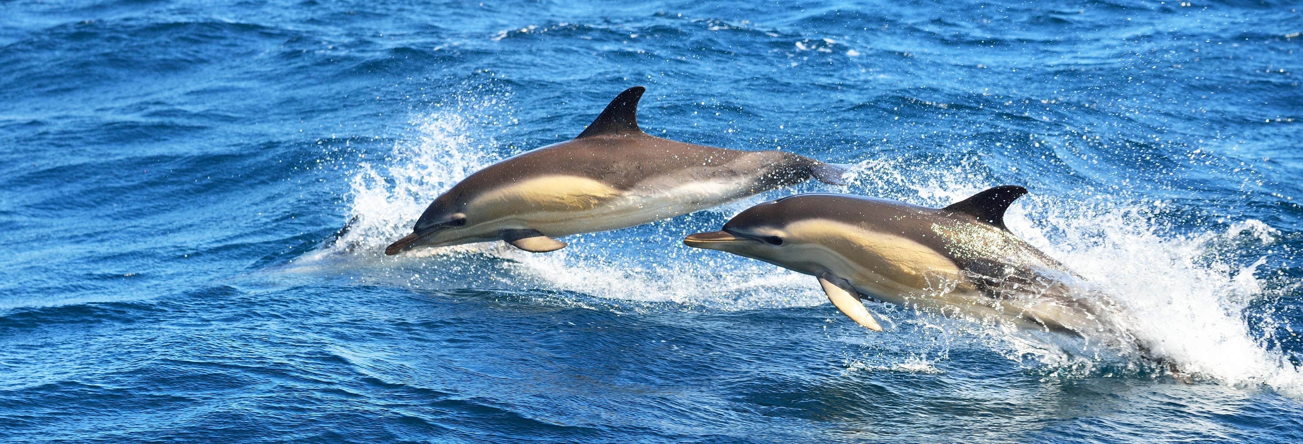 Dolphin Watching in Olhao