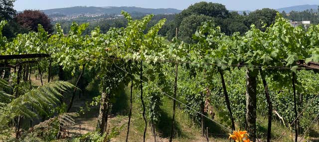 Visite de la Quinta da Aveleda