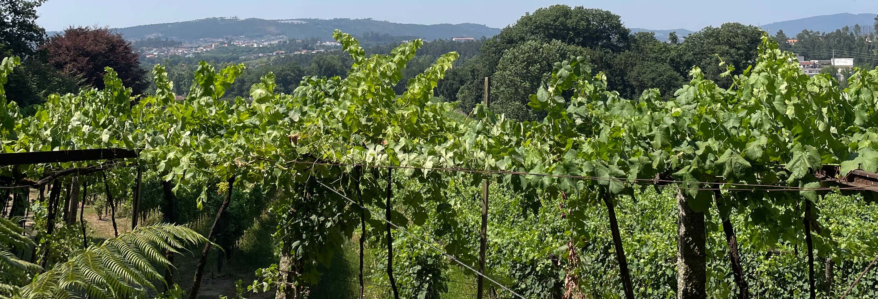 Visita della Quinta da Aveleda