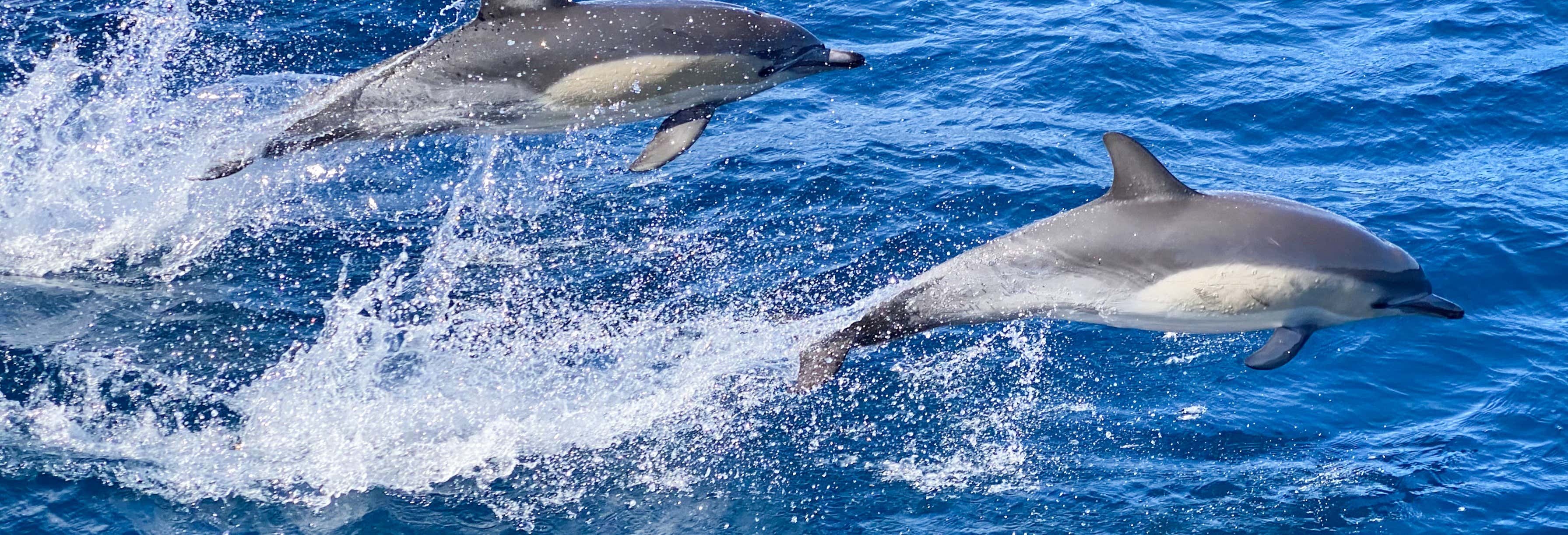 Swimming with Dolphins in Sao Miguel