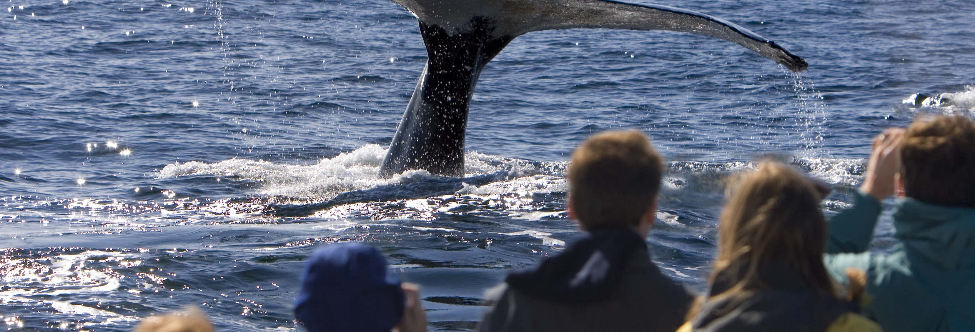Giro in barca con avvistamento di cetacei