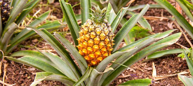 Visita a una piantagione di ananas con degustazione di vino