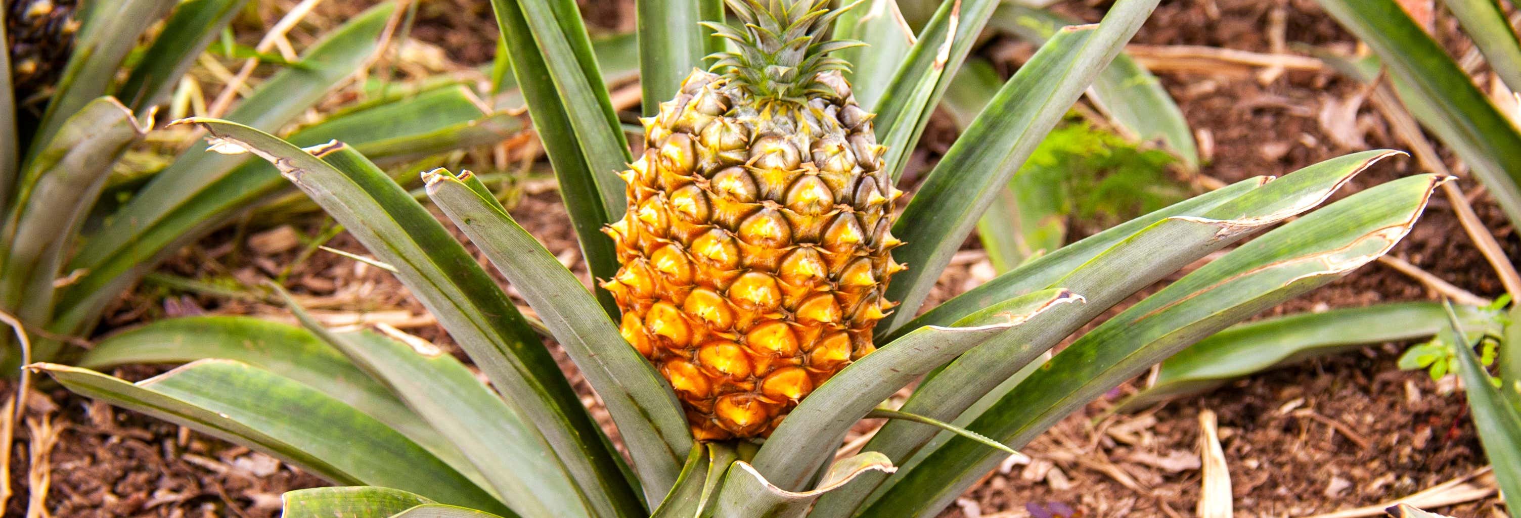 Visita a una piantagione di ananas con degustazione di vino