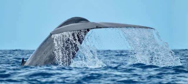 Avvistamento di cetacei a Rabo de Peixe