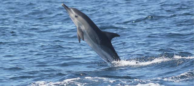 Whale watching a Sagres