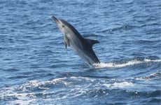 Avistamento de golfinhos em Sagres
