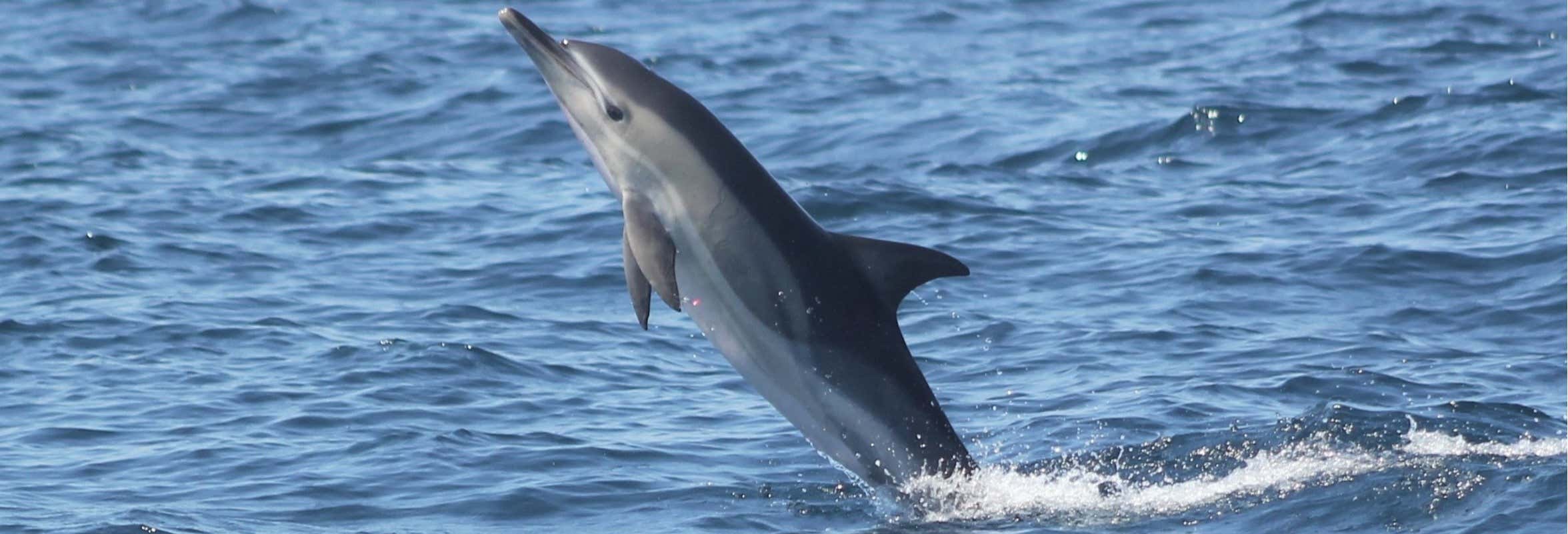 Whale watching a Sagres