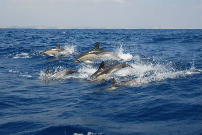Imagen 8