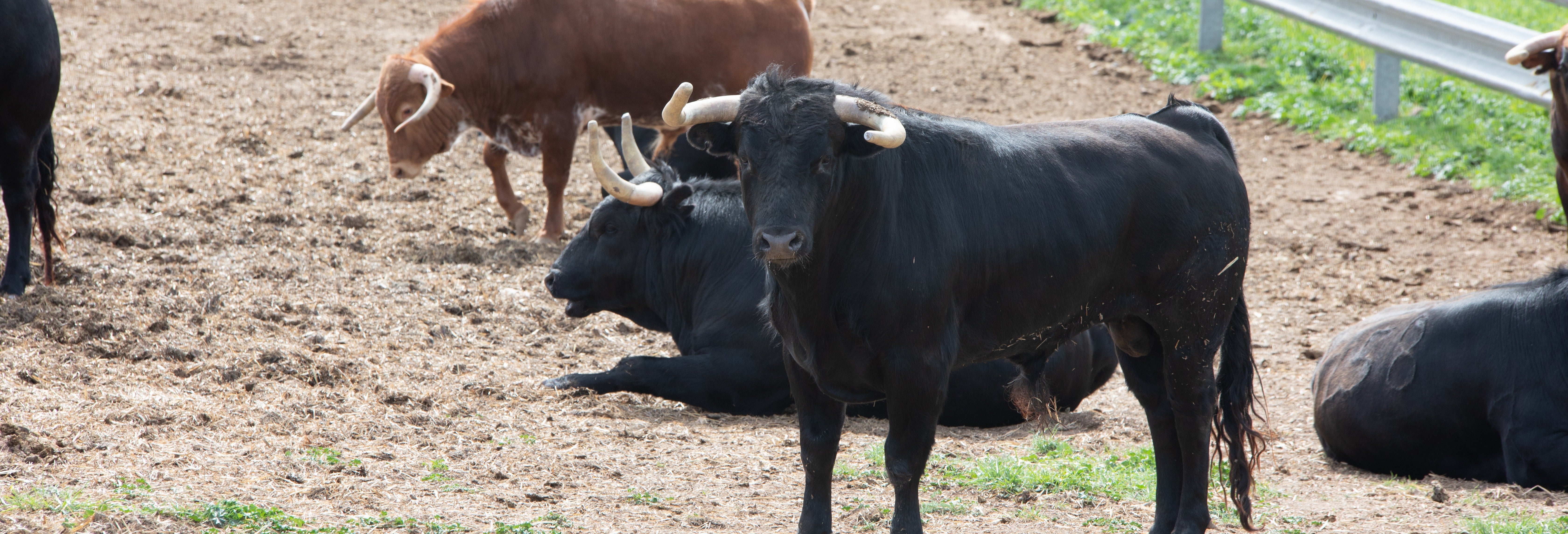 Visita a uma fazenda de touros bravos