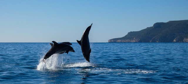 Avvistamento di delfini nel Parco Naturale di Arrábida