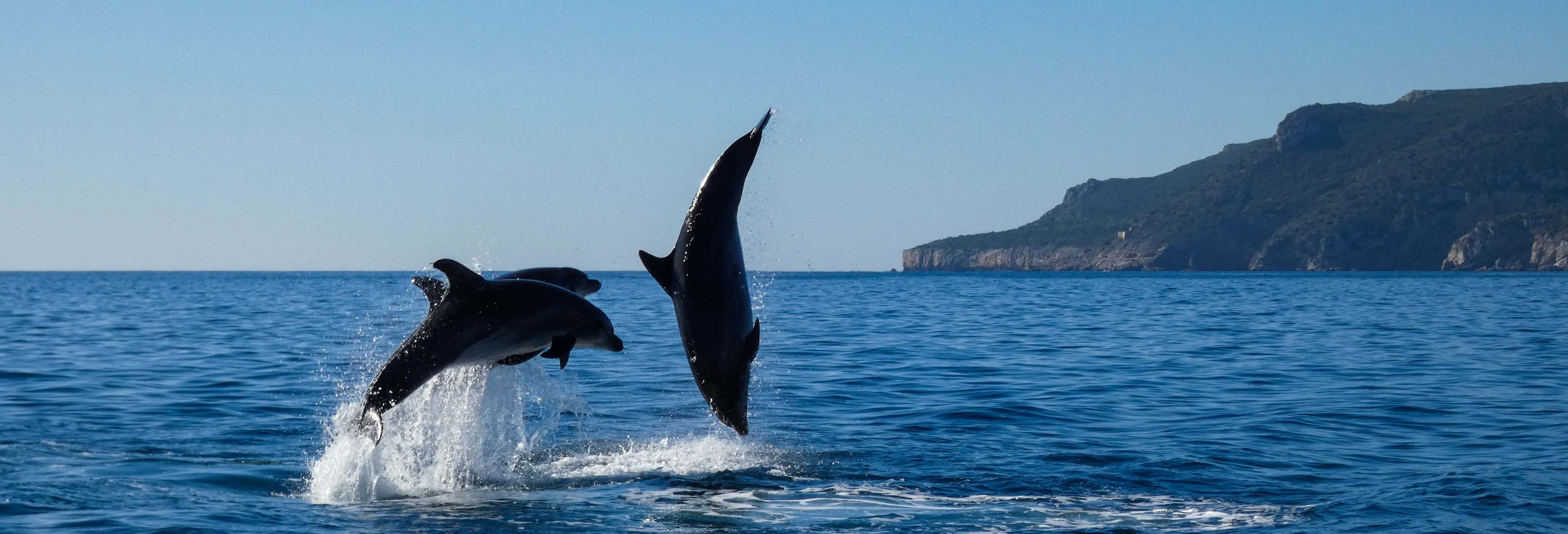 Avvistamento di delfini nel Parco Naturale di Arrábida