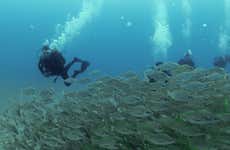 Bautismo de buceo en el Parque Natural de Arrábida