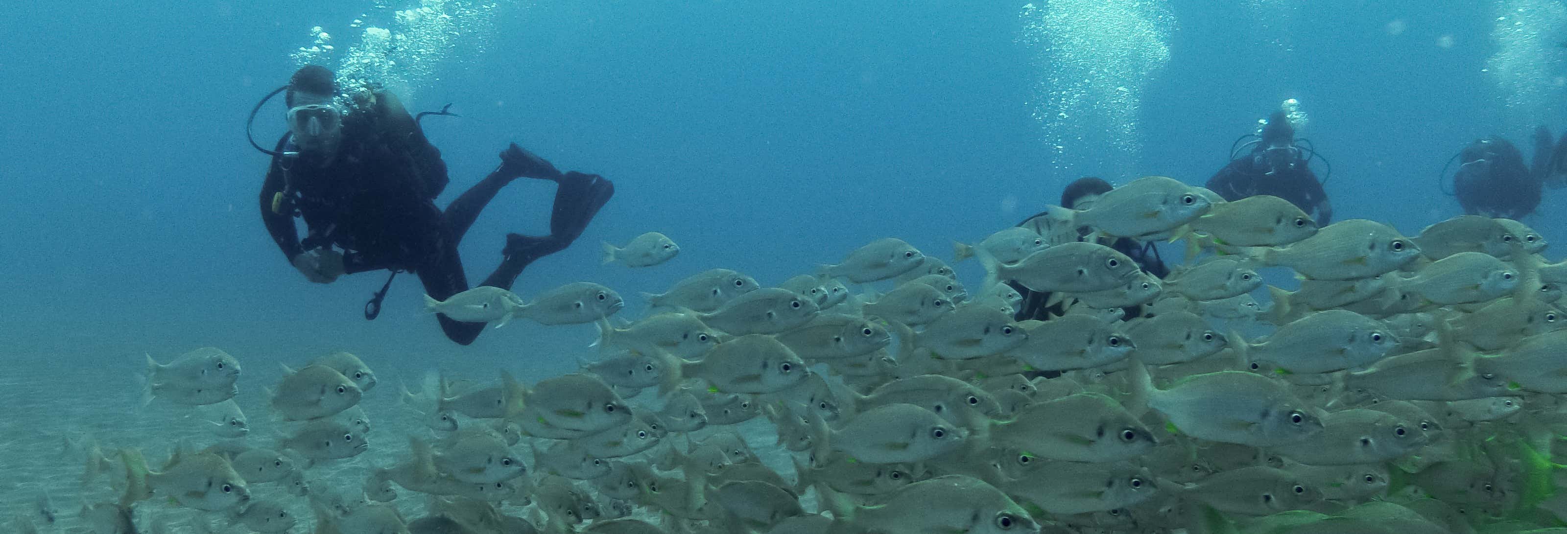 Beginner's Scuba Dive in Arrabida Natural Park