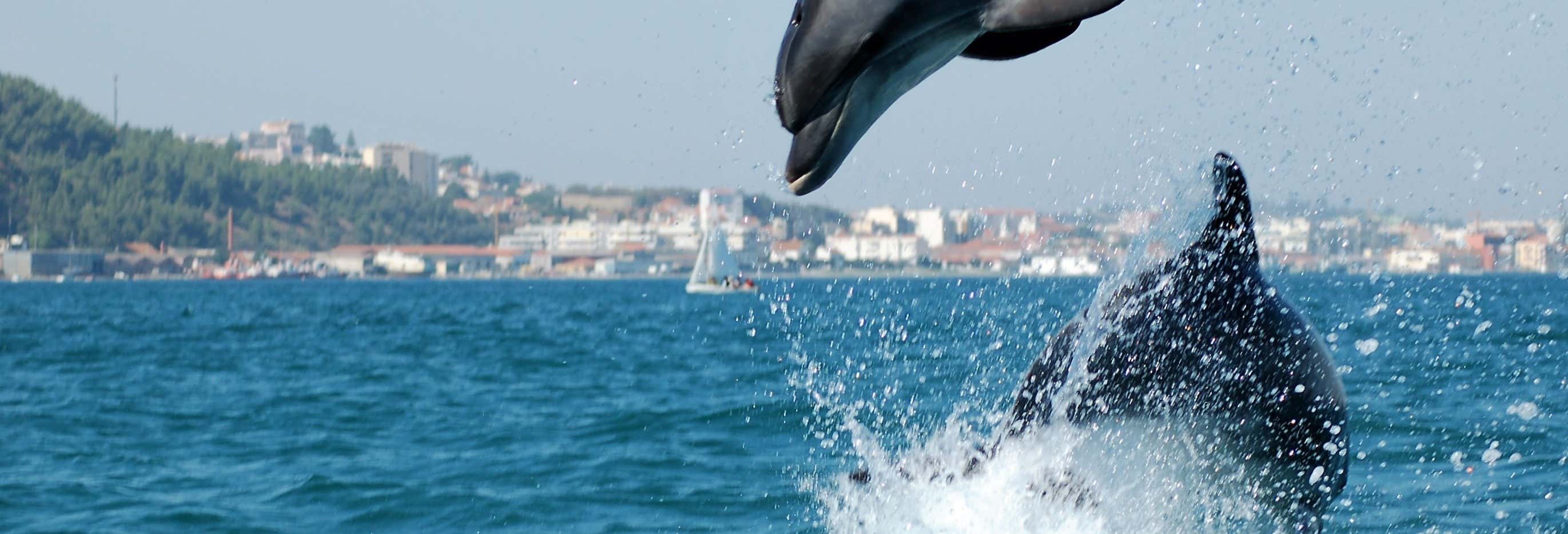 Sado Estuary Dolphin Watching & Arrábida Tour