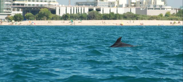 Avvistamento di delfini nell'estuario del Sado