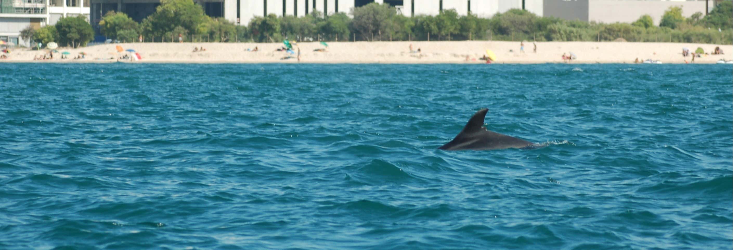 Sado Estuary Dolphin Watching