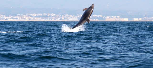 Avvistamento di delfini a Tavira
