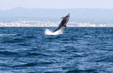 Dolphin Watching in Tavira