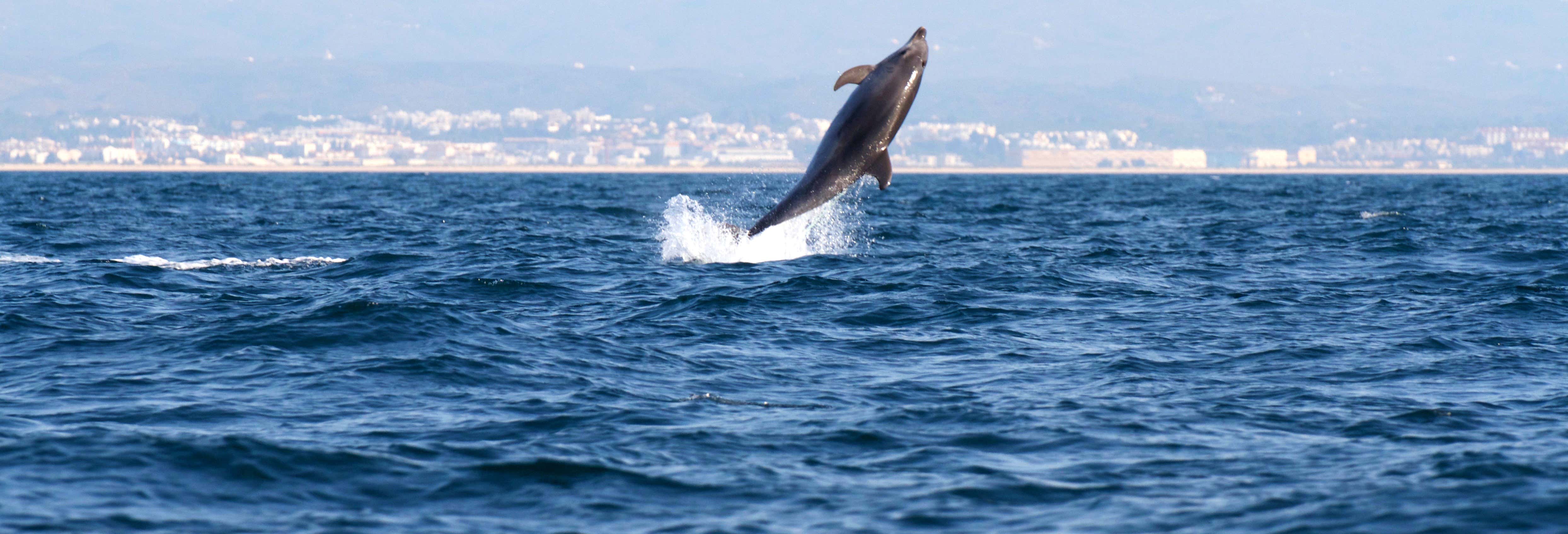 Dolphin Watching in Tavira