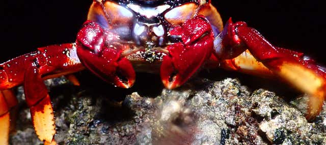 Snorkeling serale a Porto Santo