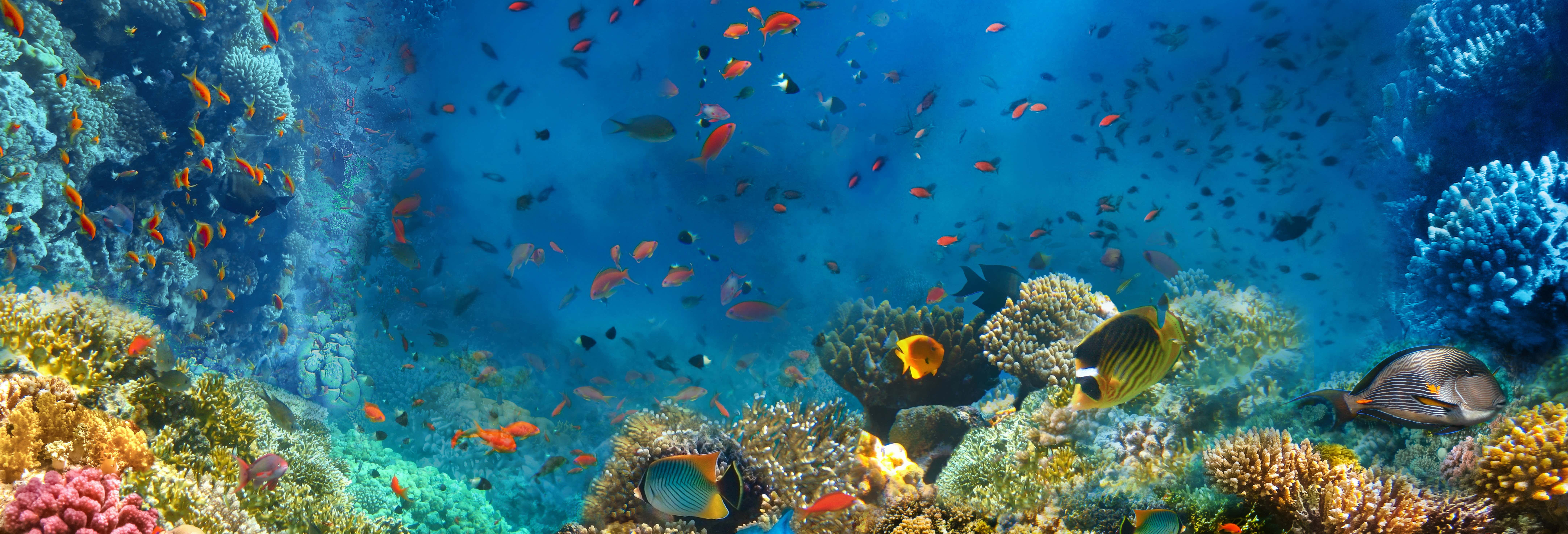 Porto dos Frades Night Snorkelling