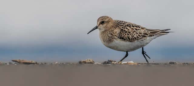 Birdwatching sulla costa di São Miguel