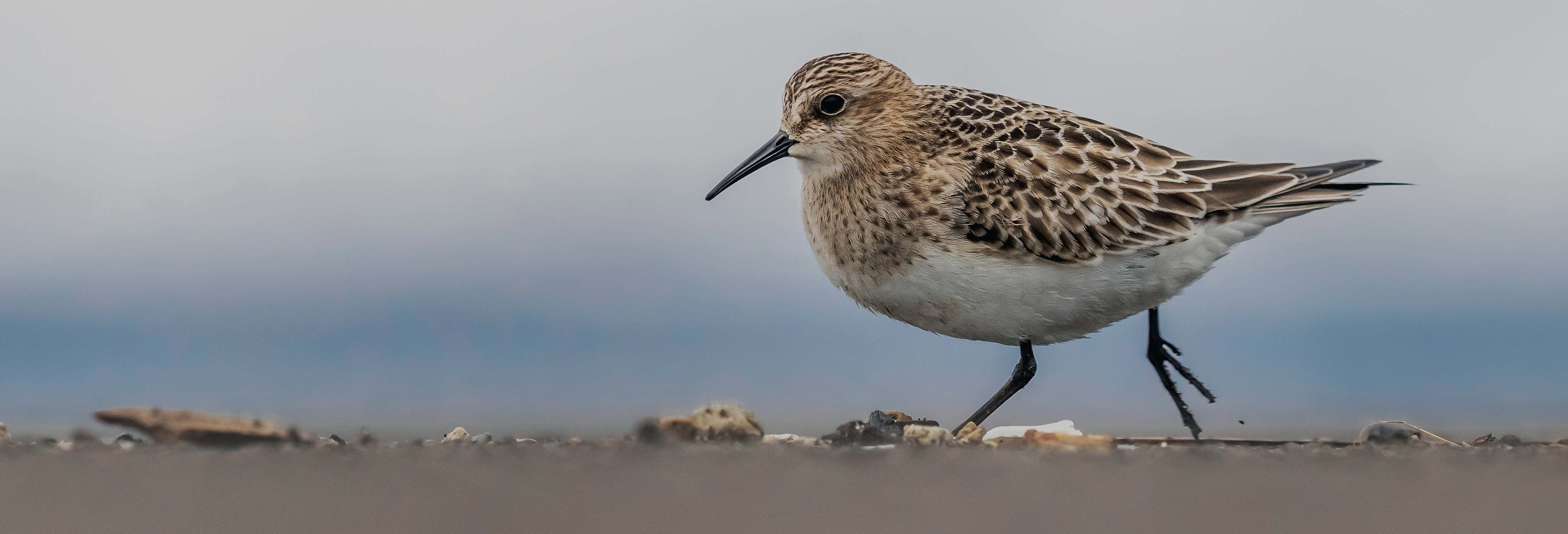 Azores Marine Birdwatching Expedition