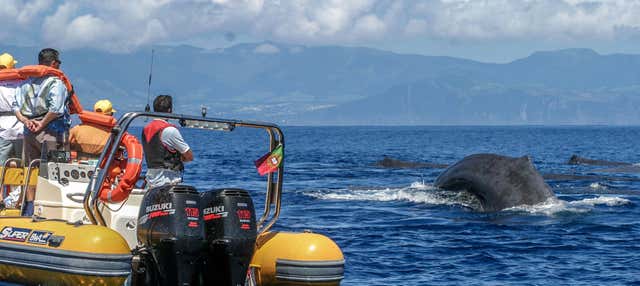 Avvistamento di cetacei + Isolotto di Vila Franca