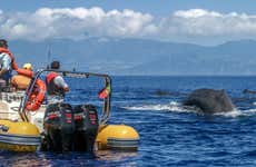 Whale Watching + Vila Islet Boat Tour