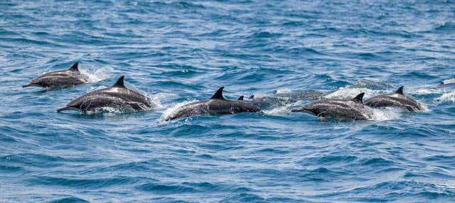 Avvistamento di delfini a Vilamoura