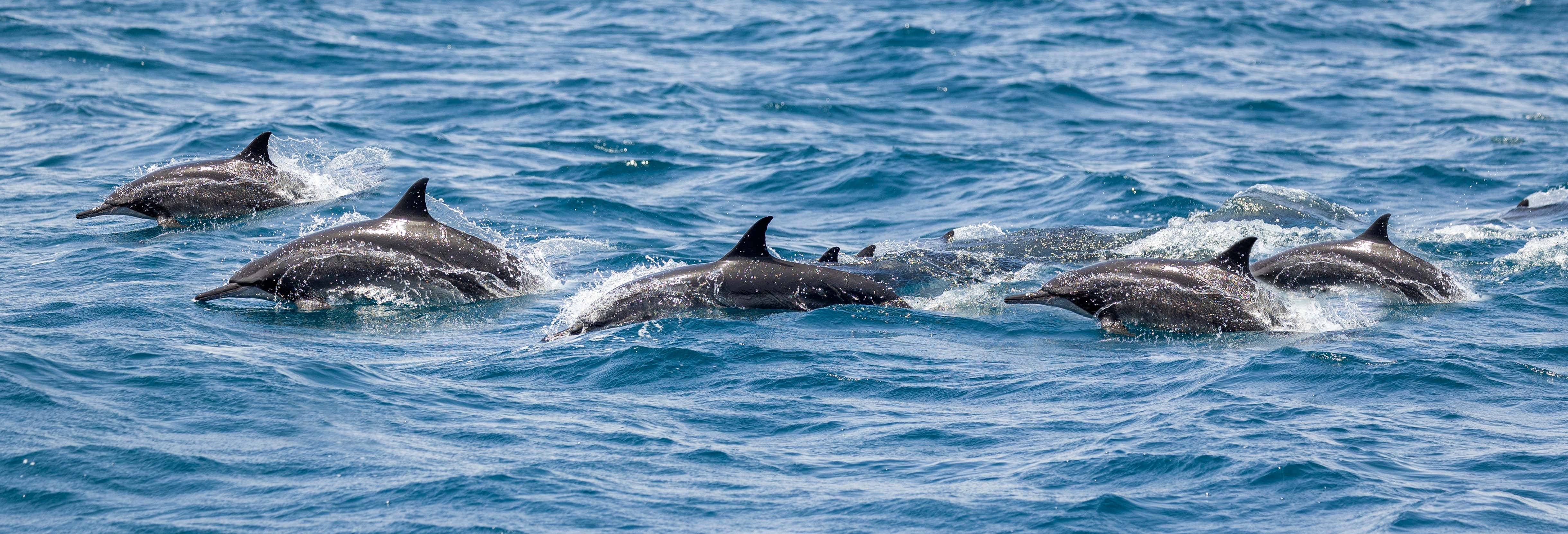 Vilamoura Dolphin Spotting