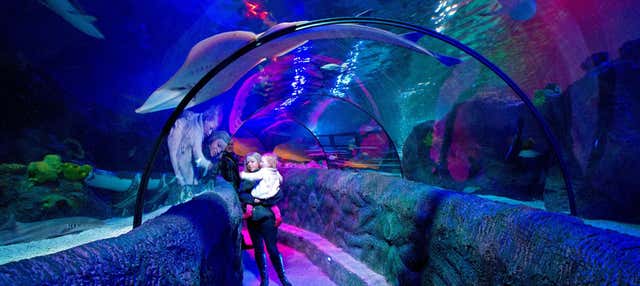 Biglietti per SEA LIFE Loch Lomond Aquarium