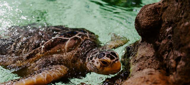 Biglietti per SEA LIFE® Brighton