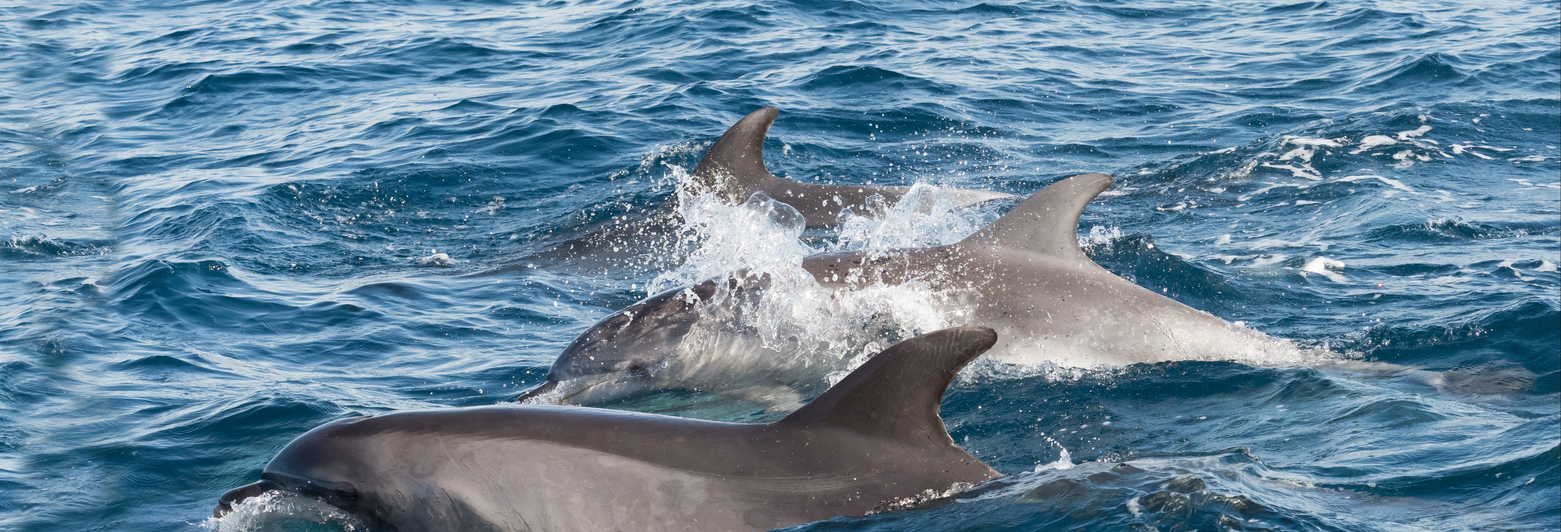 Gibraltar Dolphin Watching Tour
