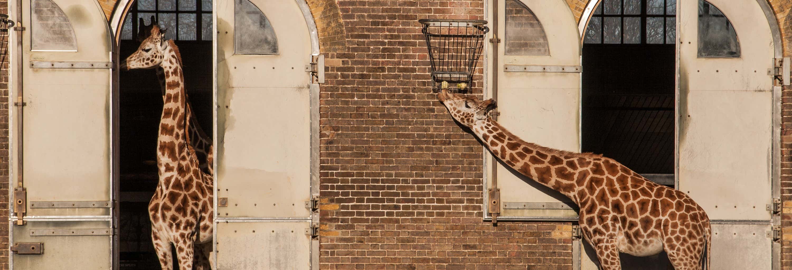 Biglietti per ZSL London Zoo