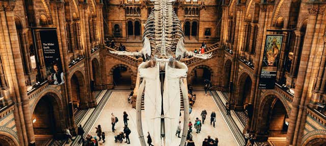 Biglietti per il Museo di Storia Naturale di Londra con audioguida