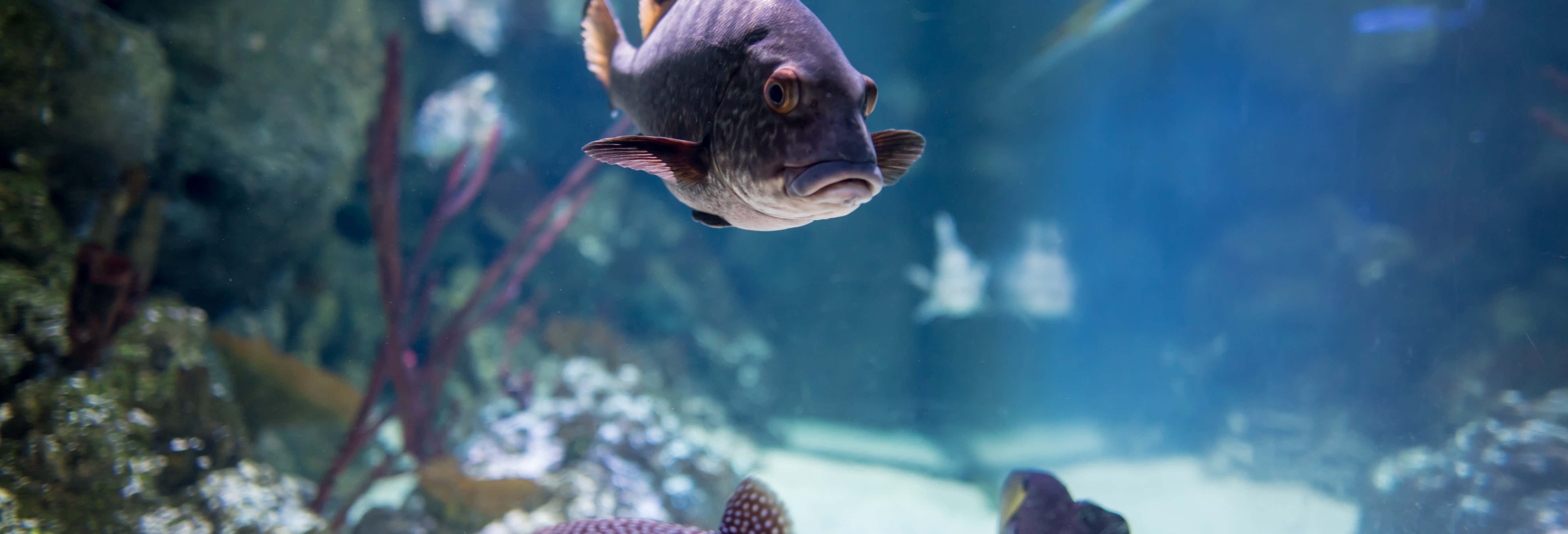 Sea Life London Aquarium Tickets