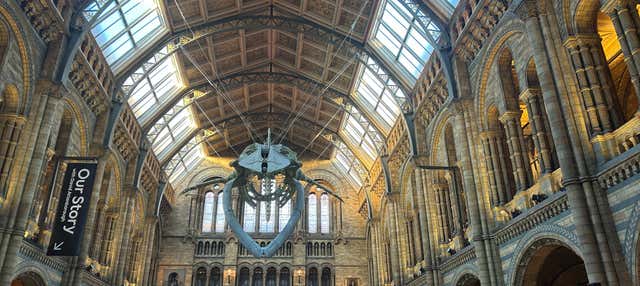 Visita guiada por el Museo de Historia Natural