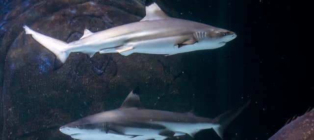 Biglietti per SEA LIFE® Manchester