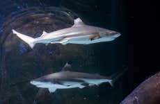 Ingresso do SEA LIFE® Manchester