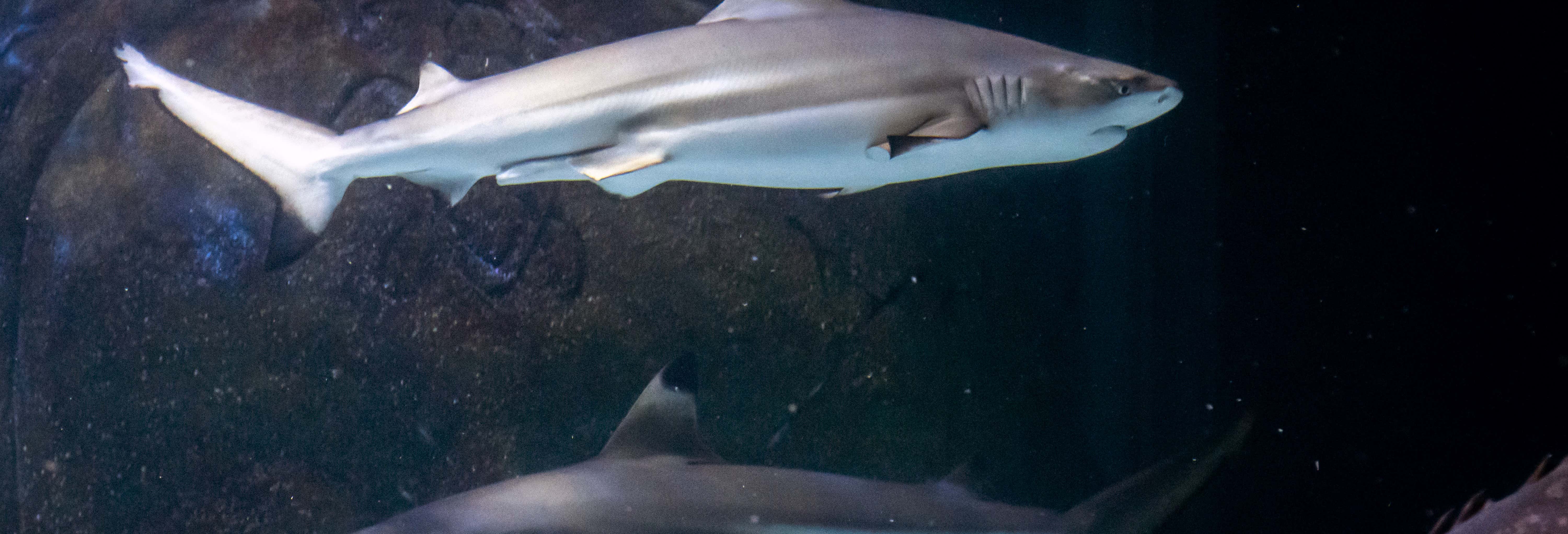 Biglietti per SEA LIFE® Manchester