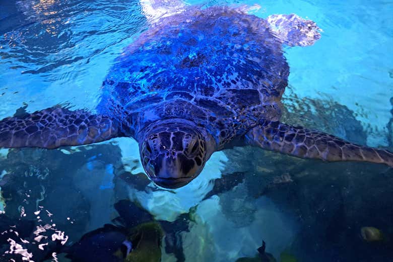 SEA LIFE® Manchester Ticket